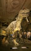 Allosaurus NHM 2013-03-06.jpg